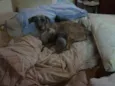 Filhotes Gatos