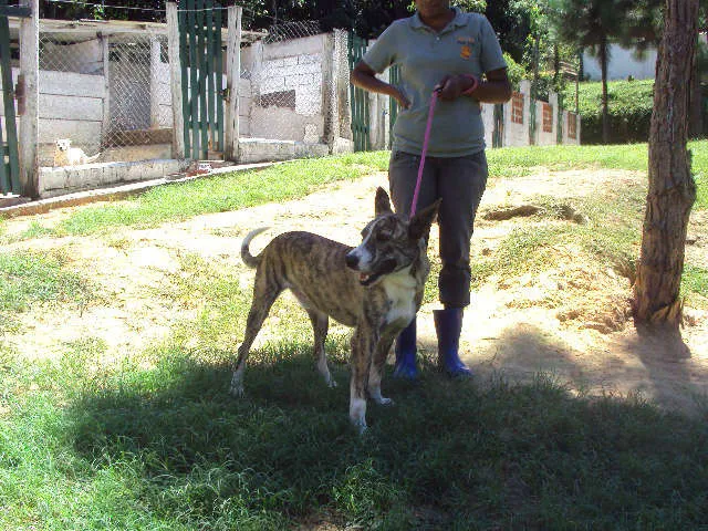 Cachorro ra a SRD idade 2 anos nome Spok