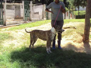 Cachorro raça SRD idade 2 anos nome Spok