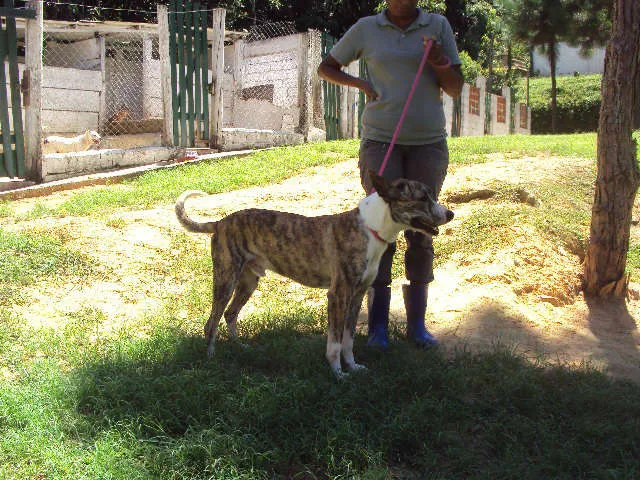Cachorro ra a SRD idade 2 anos nome Spok