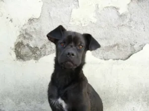 Cachorro raça SRD idade 1 ano nome Flora