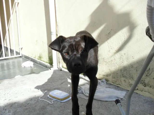 Cachorro ra a SRD idade 1 ano nome Flora