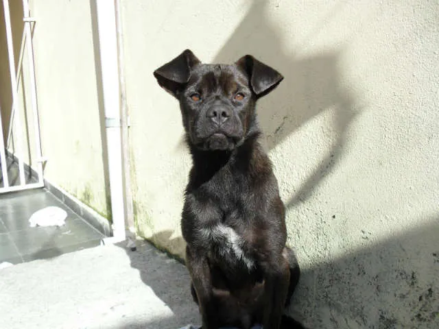 Cachorro ra a SRD idade 1 ano nome Flora