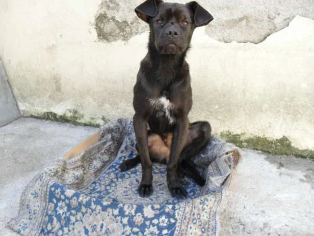 Cachorro ra a SRD idade 1 ano nome Flora