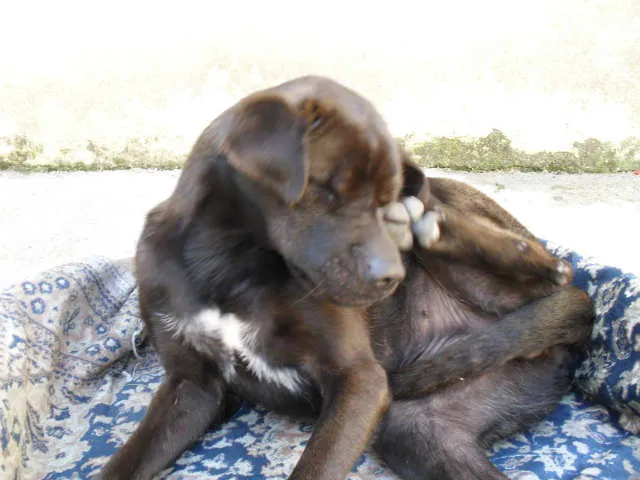 Cachorro ra a SRD idade 1 ano nome Flora