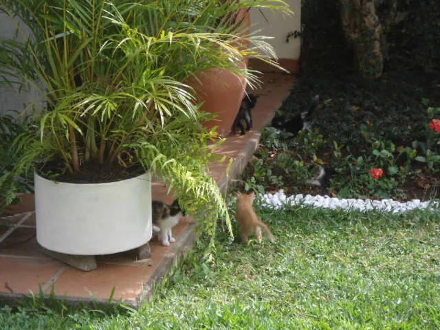 Gato ra a SRD idade Abaixo de 2 meses nome S/N