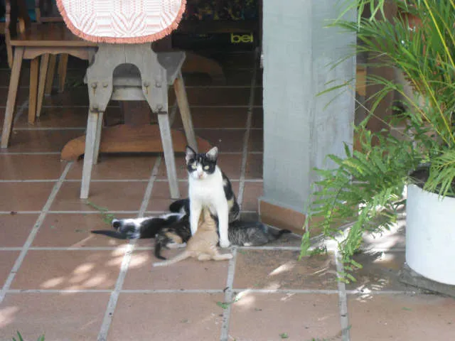 Gato ra a SRD idade Abaixo de 2 meses nome S/N