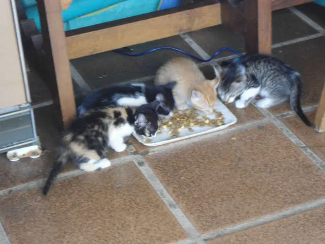 Gato ra a SRD idade Abaixo de 2 meses nome S/N