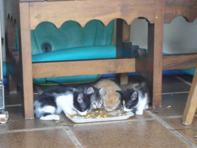 Gato ra a SRD idade Abaixo de 2 meses nome S/N