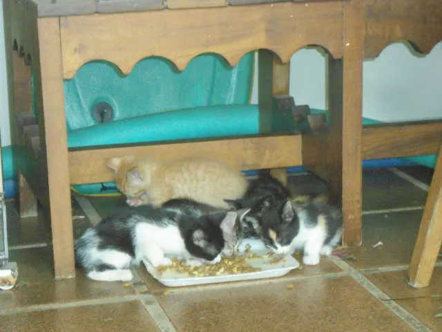 Gato ra a SRD idade Abaixo de 2 meses nome S/N