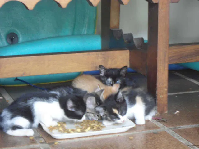 Gato ra a SRD idade Abaixo de 2 meses nome S/N