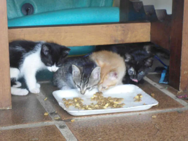 Gato ra a SRD idade Abaixo de 2 meses nome S/N