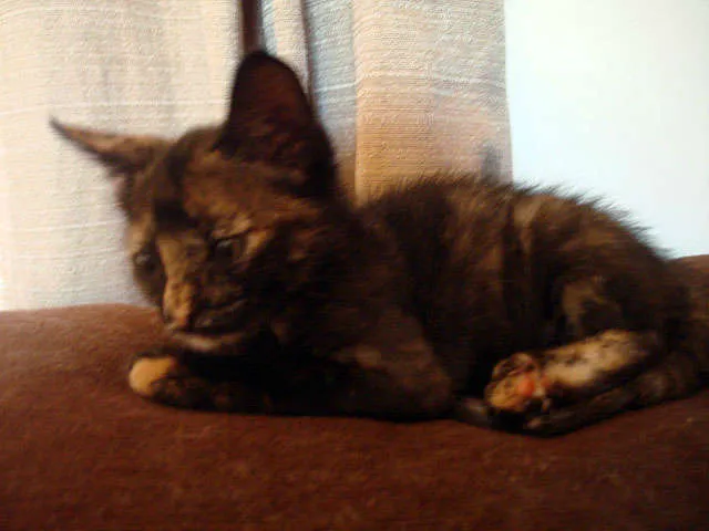 Gato ra a SRD idade 2 a 6 meses nome Rajadinha