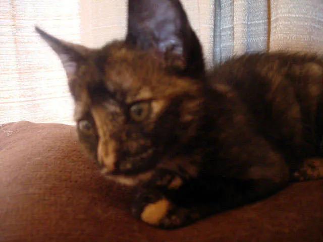 Gato ra a SRD idade 2 a 6 meses nome Rajadinha