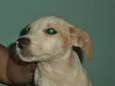 Bob