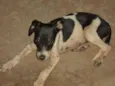 Fofinho