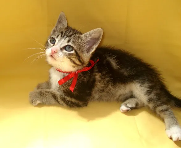 Gato ra a SRD idade 2 a 6 meses nome Não tem nome