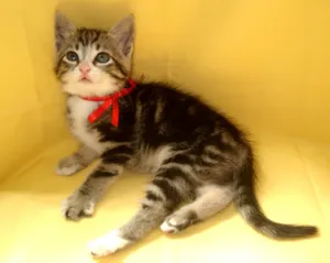 Gato raça SRD idade 2 a 6 meses nome Não tem nome