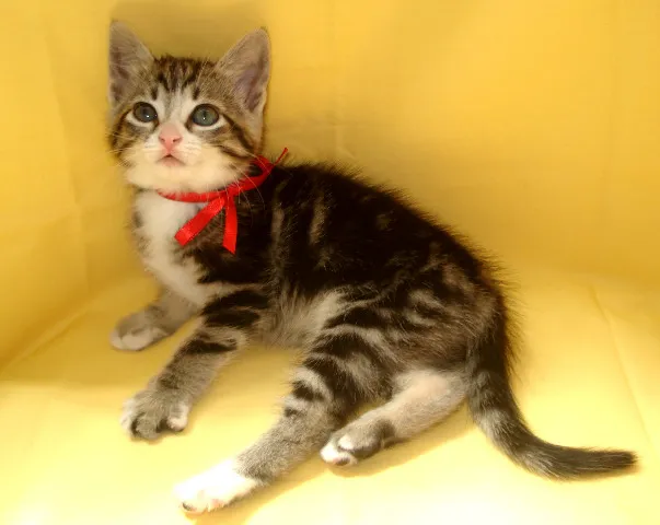 Gato ra a SRD idade 2 a 6 meses nome Não tem nome