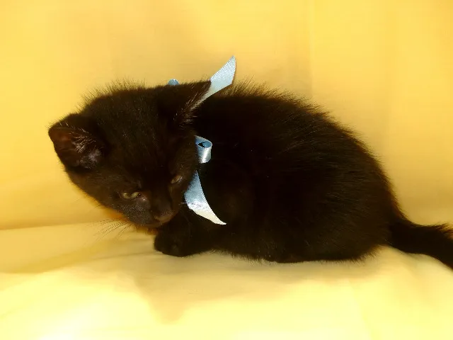 Gato ra a SRD idade 2 a 6 meses nome Não tem nome