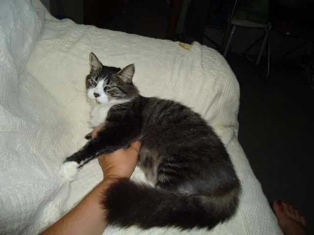 Gato raça SRD idade 2 anos nome Lindinha