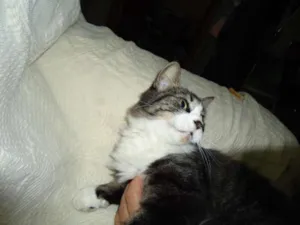 Gato raça SRD idade 2 anos nome Lindinha