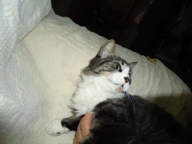 Gato raça SRD idade 2 anos nome Lindinha