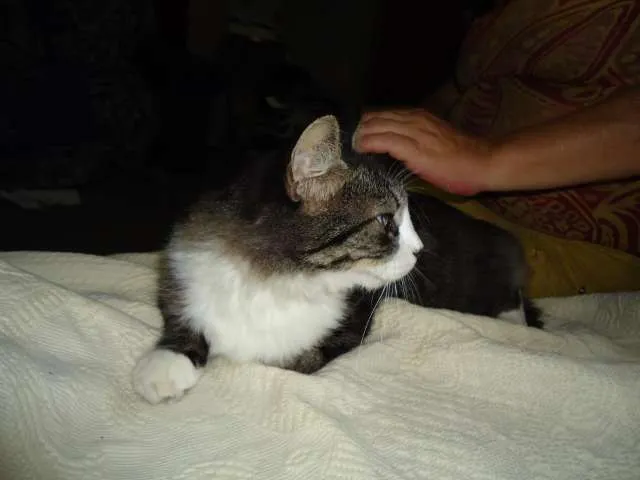Gato raça SRD idade 2 anos nome Lindinha