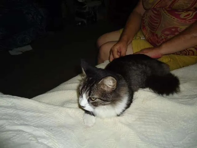 Gato raça SRD idade 2 anos nome Lindinha