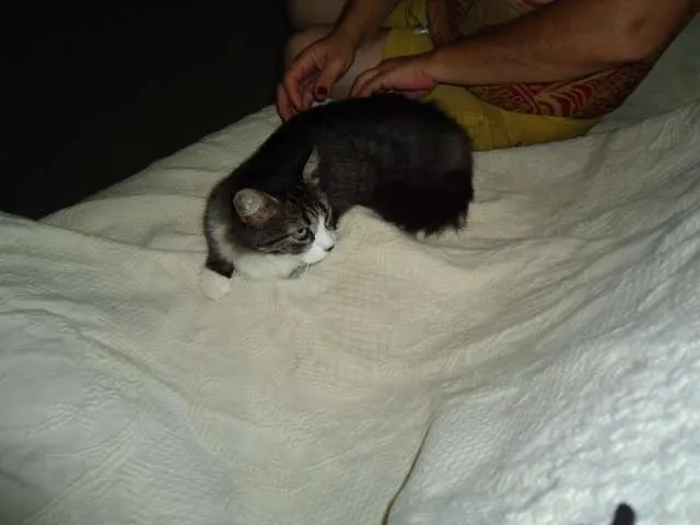 Gato raça SRD idade 2 anos nome Lindinha