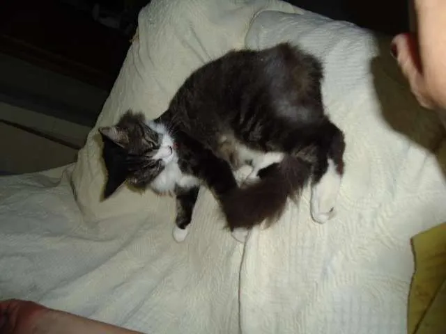Gato raça SRD idade 2 anos nome Lindinha