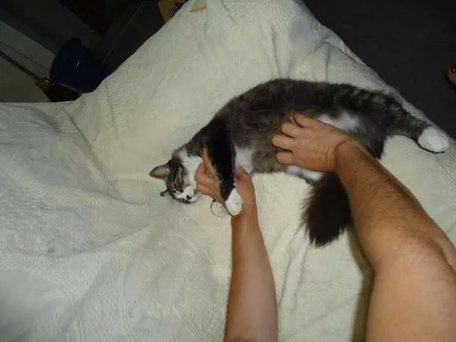 Gato raça SRD idade 2 anos nome Lindinha