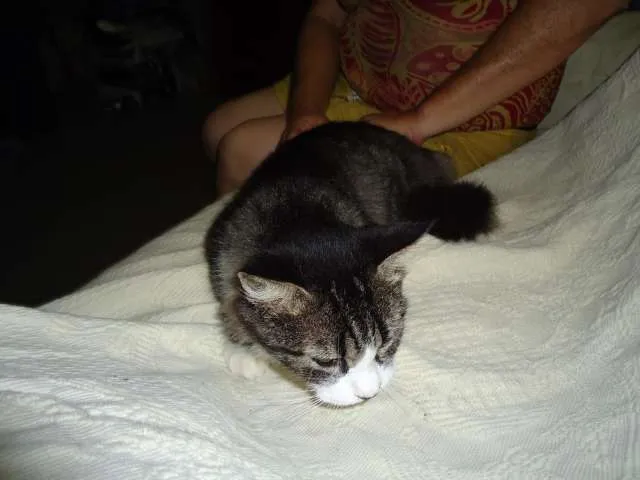 Gato raça SRD idade 2 anos nome Lindinha
