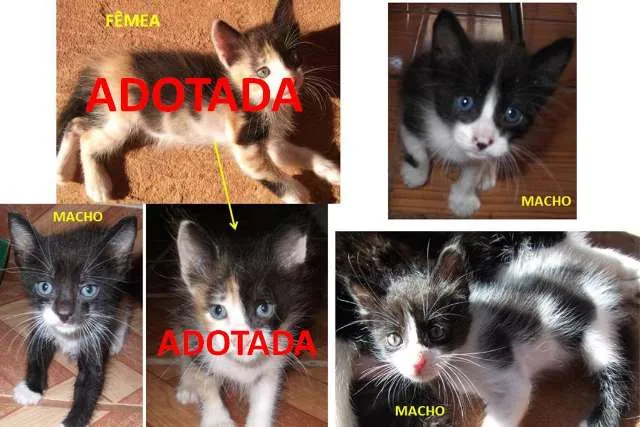 Gato ra a srd idade Abaixo de 2 meses nome Filhotinhos