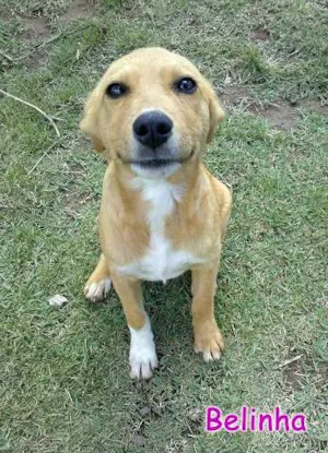 Cachorro raça SRD idade 2 a 6 meses nome Belinha