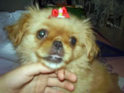 Cachorro raça Pequinês idade 2 a 6 meses nome Susi GRATIFICA