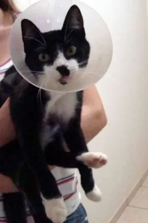 Gato raça SRD idade 2 a 6 meses nome Sem  Nome