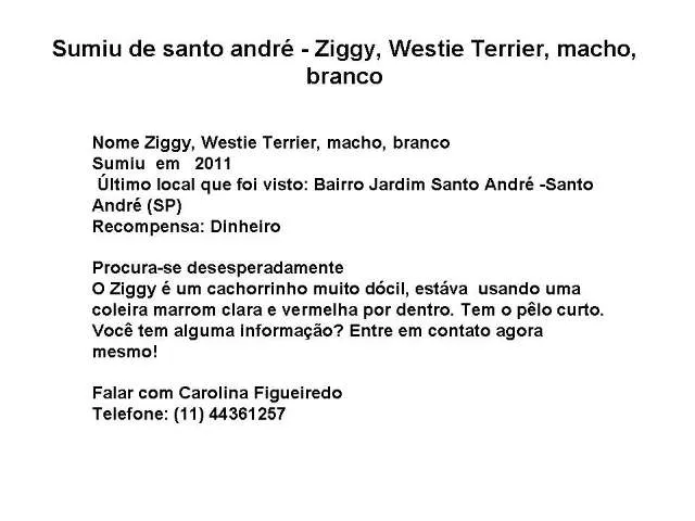 Cachorro ra a Westie Terrier idade 2 a 6 meses nome ZIGGY GRATIFICA