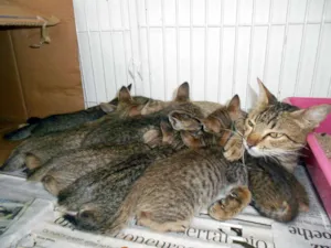 Gato raça SRD idade 2 a 6 meses nome Sem Nome