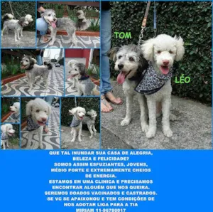 Cachorro raça Poodle idade 2 a 6 meses nome Sem Nome