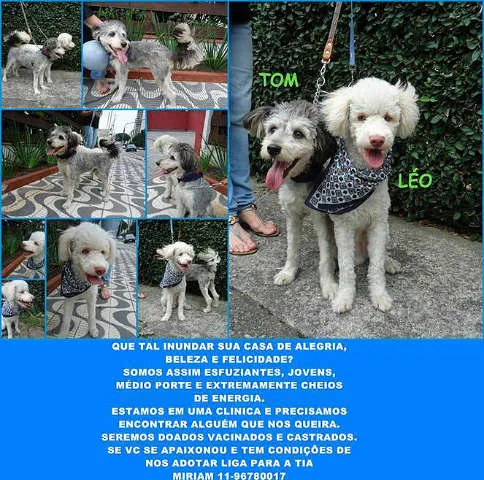 Cachorro ra a Poodle idade 2 a 6 meses nome Sem Nome