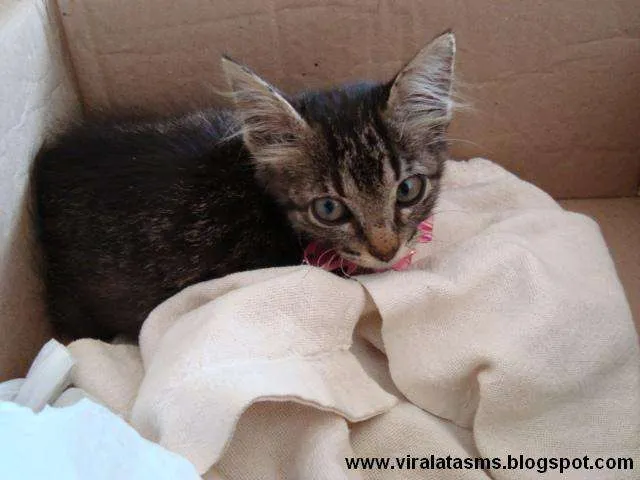 Gato ra a srd idade 2 a 6 meses nome Marie