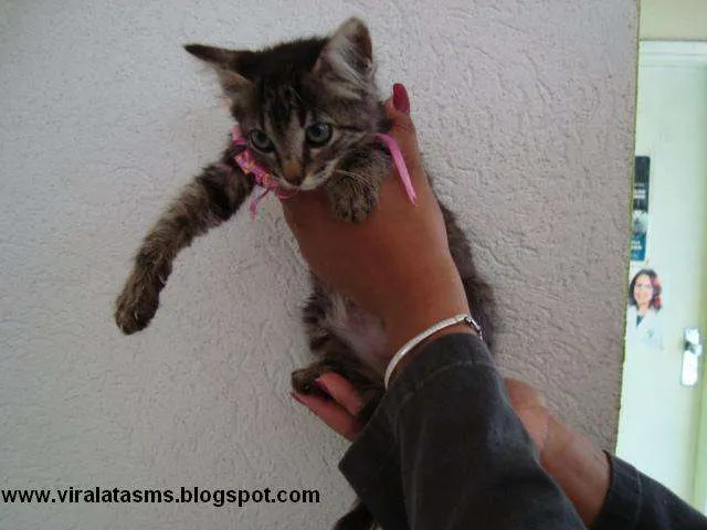 Gato ra a srd idade 2 a 6 meses nome Marie