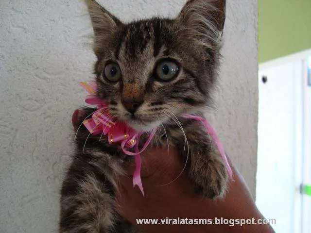 Gato ra a srd idade 2 a 6 meses nome Marie