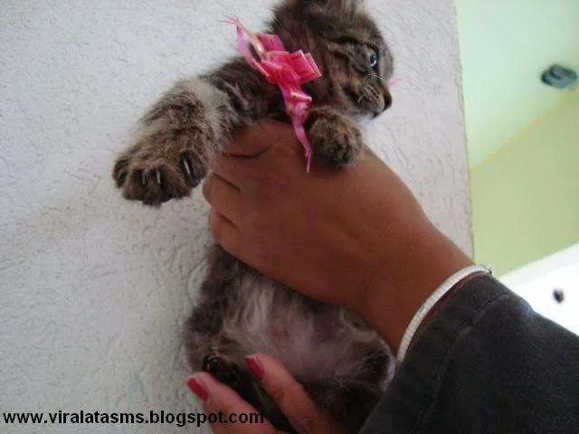 Gato ra a srd idade 2 a 6 meses nome Marie