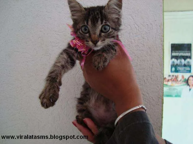 Gato ra a srd idade 2 a 6 meses nome Marie
