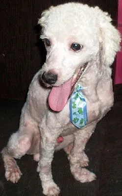Cachorro raça Poodle/Toy idade 1 ano nome ZIPPER