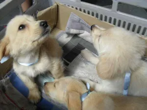 Cachorro raça SRD idade Abaixo de 2 meses nome Sem nome