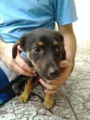 Cachorro raça Vira-lata idade  nome sem nome