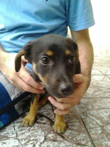 Cachorro ra a Vira-lata idade  nome sem nome